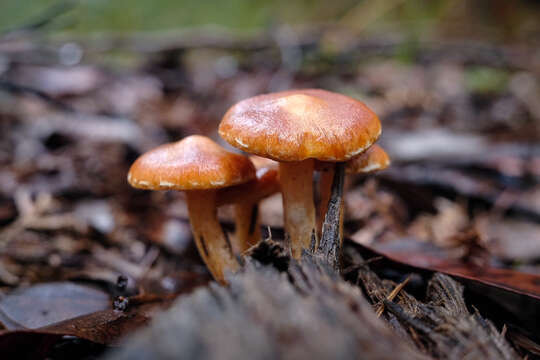 Sivun Gymnopilus allantopus (Berk.) Pegler 1965 kuva