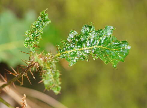 Image of Solanum prinophyllum Dun.