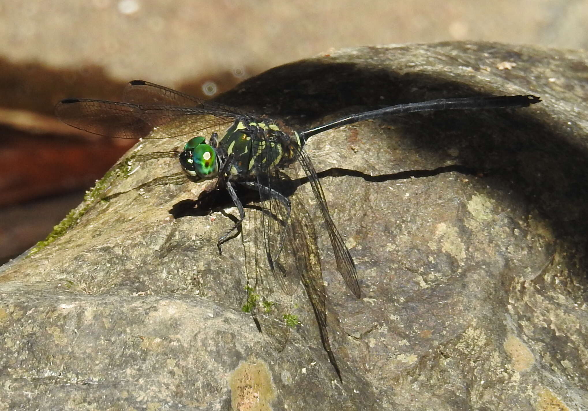 Image of Celebothemis delecollei Ris 1912