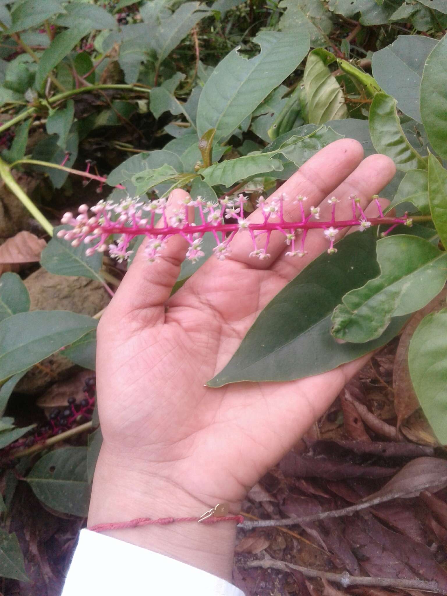 Image of Venezuelan pokeweed