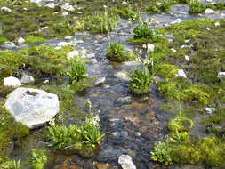 Imagem de Primula sikkimensis Hook.