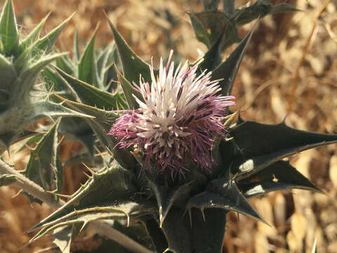 Image of Carthamus glaucus M. Bieb.