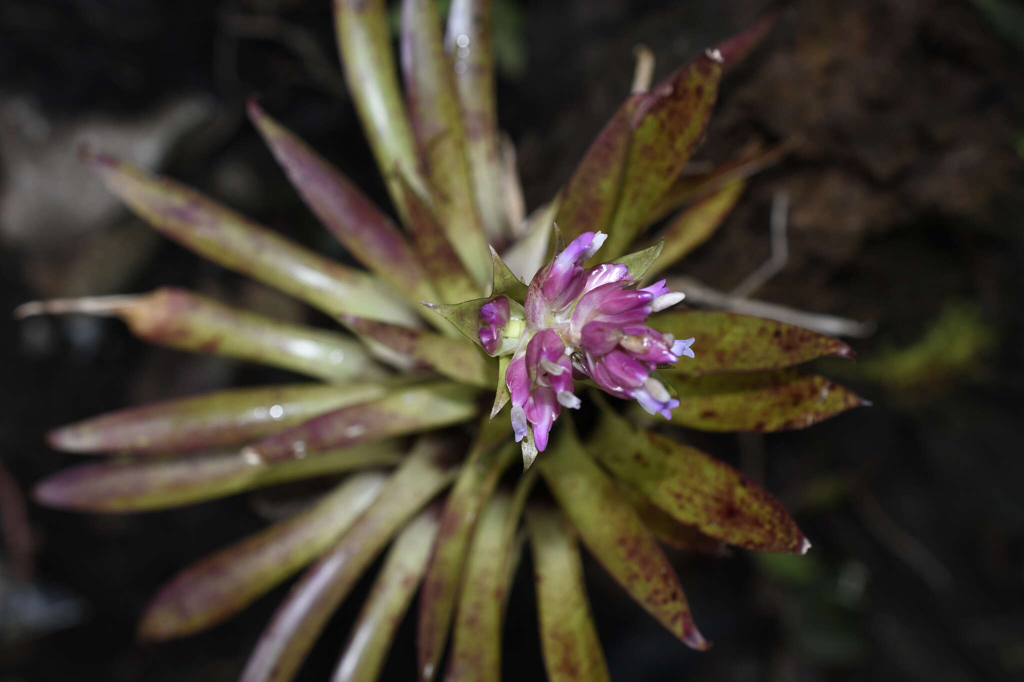 Tillandsia biflora Ruiz & Pav. resmi