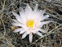 Image of Coryphantha ottonis (Pfeiff.) Lem.