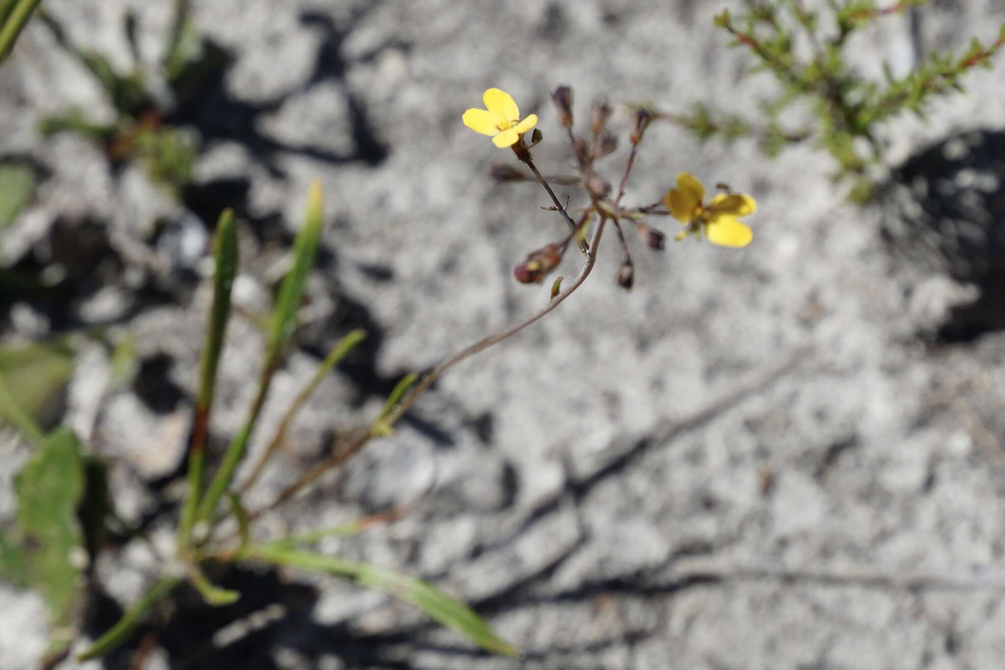 Image of Stylidium luteum R. Br.