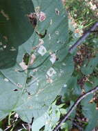 Phyllonorycter lucetiella (Clemens 1859)的圖片