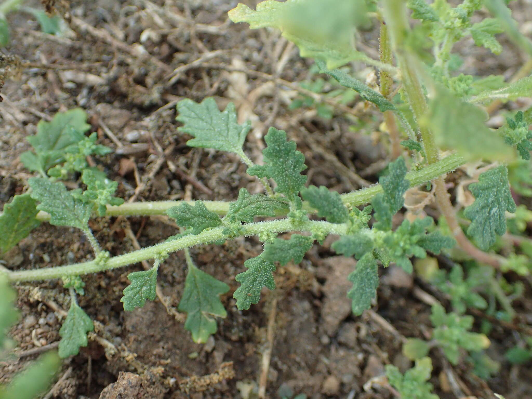 Image of clammy goosefoot