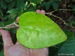 Image of Hoya latifolia G. Don