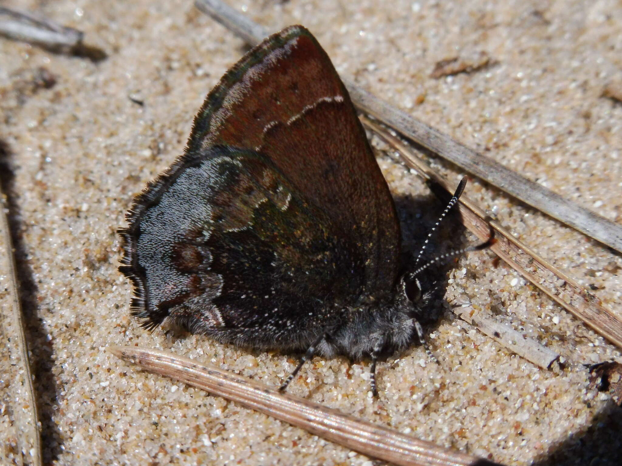 Plancia ëd Callophrys polios (Cook & Watson 1907)