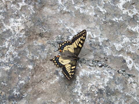 Imagem de <i>Papilio machaon aliaska</i>