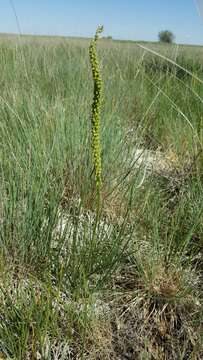 Image of Triglochin maritima L.