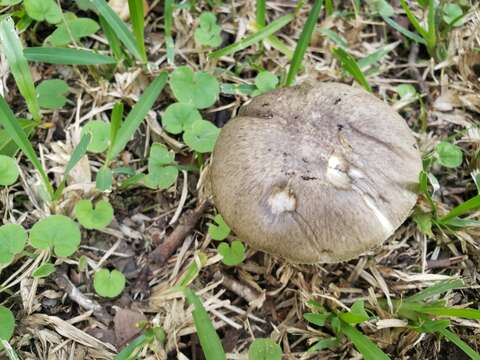 Image of Amanita pallidofumosa A. E. Wood 1997