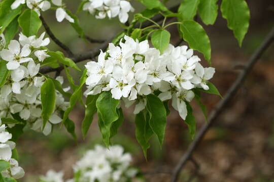 Plancia ëd Pyrus ussuriensis Maxim.