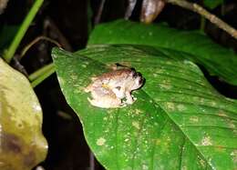 Image of white-striped robber frog