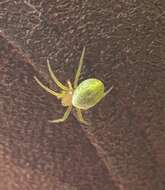 Image of Cucumber green spider