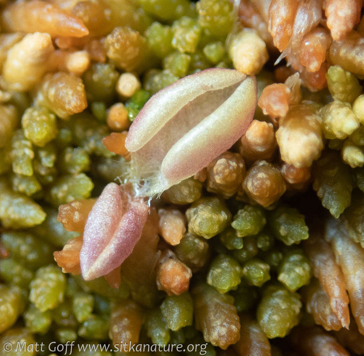 Imagem de Pinguicula villosa L.