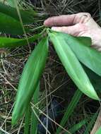 Imagem de Cordyline rubra Otto & A. Dietr.