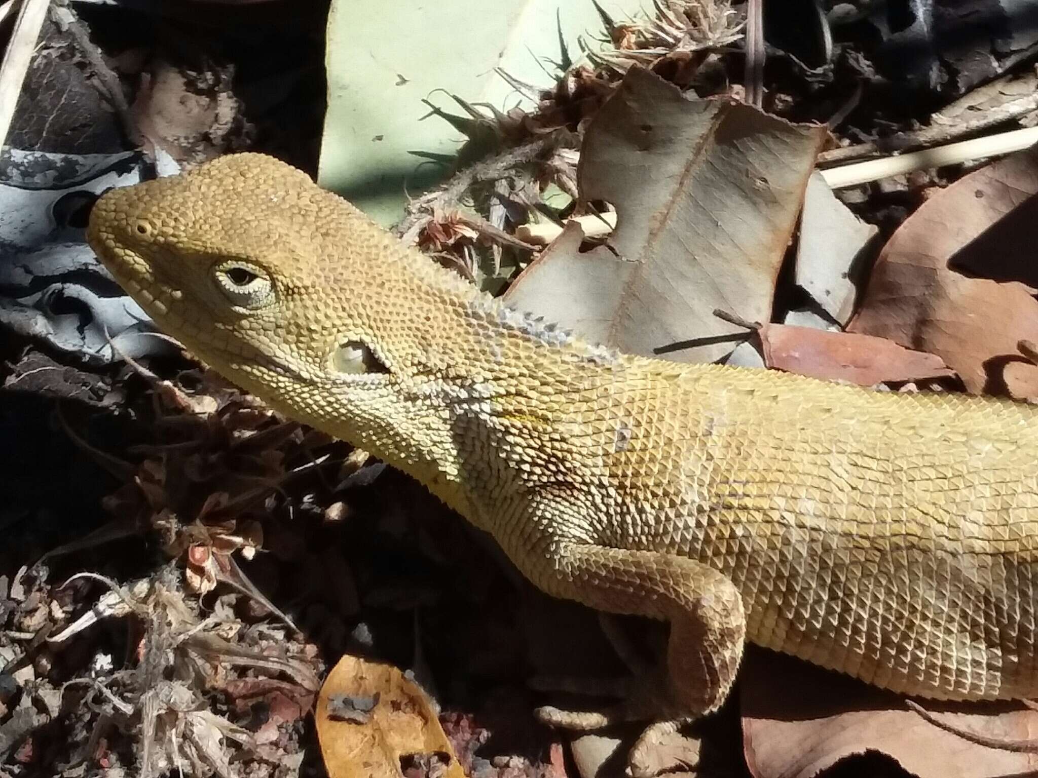 Image of Chameleon Dragon