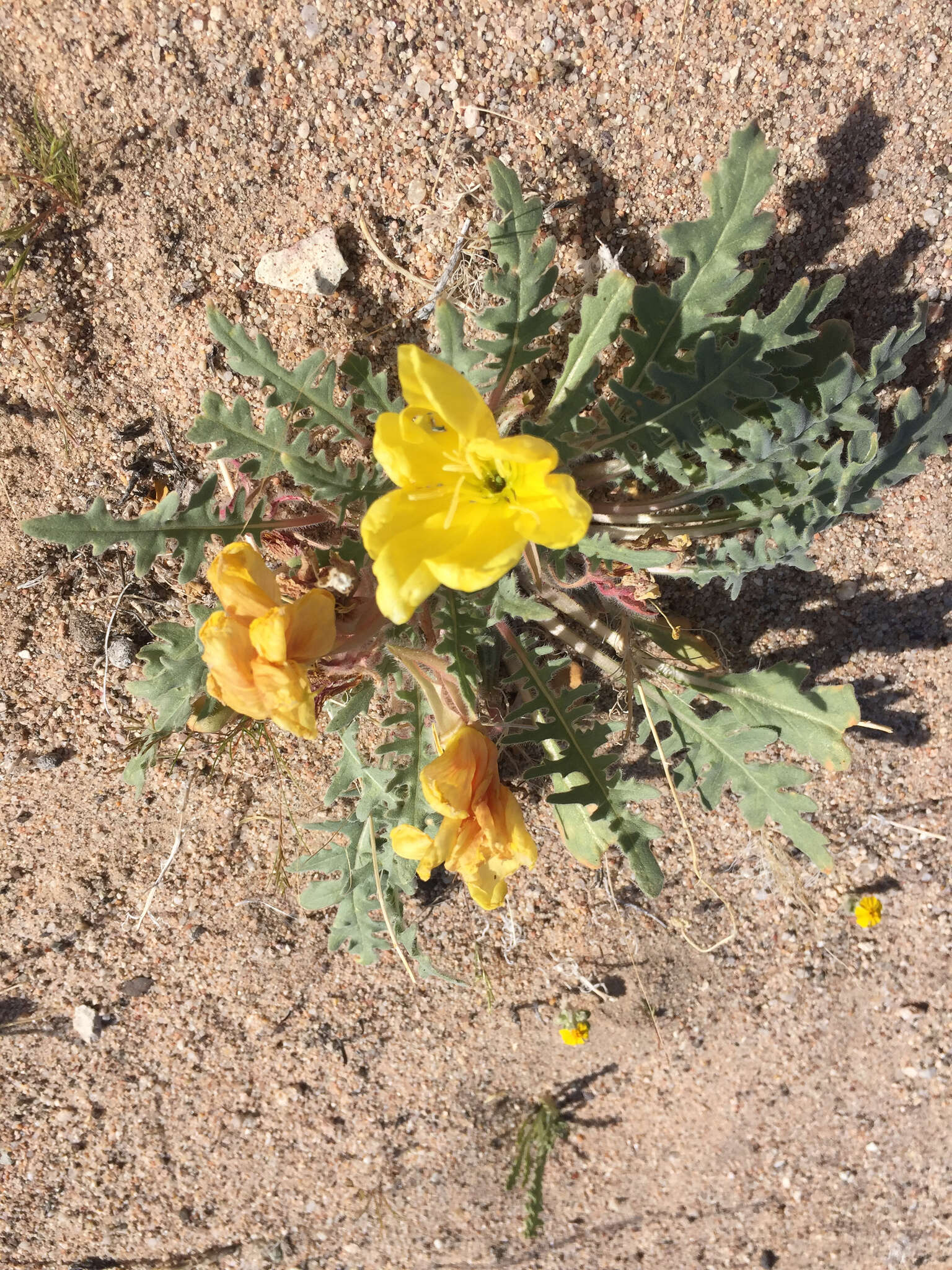 Imagem de Oenothera primiveris subsp. bufonis (M. E. Jones) Munz