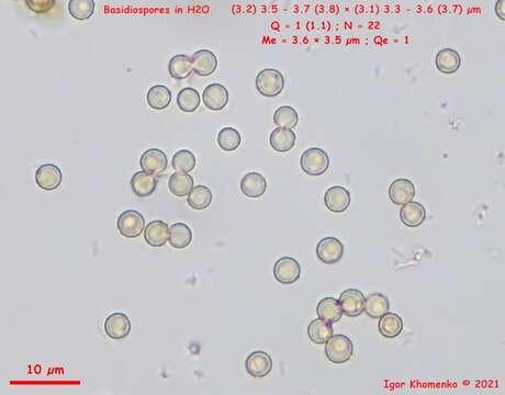 Plancia ëd <i>Bryoperdon acuminatum</i>