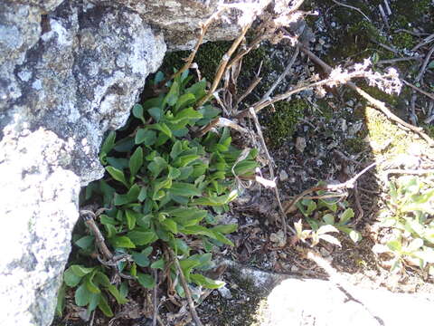 Image of Cutler's alpine goldenrod