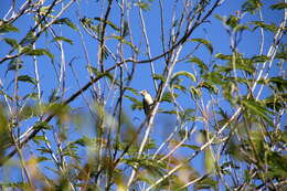 Image of Sakalava Weaver