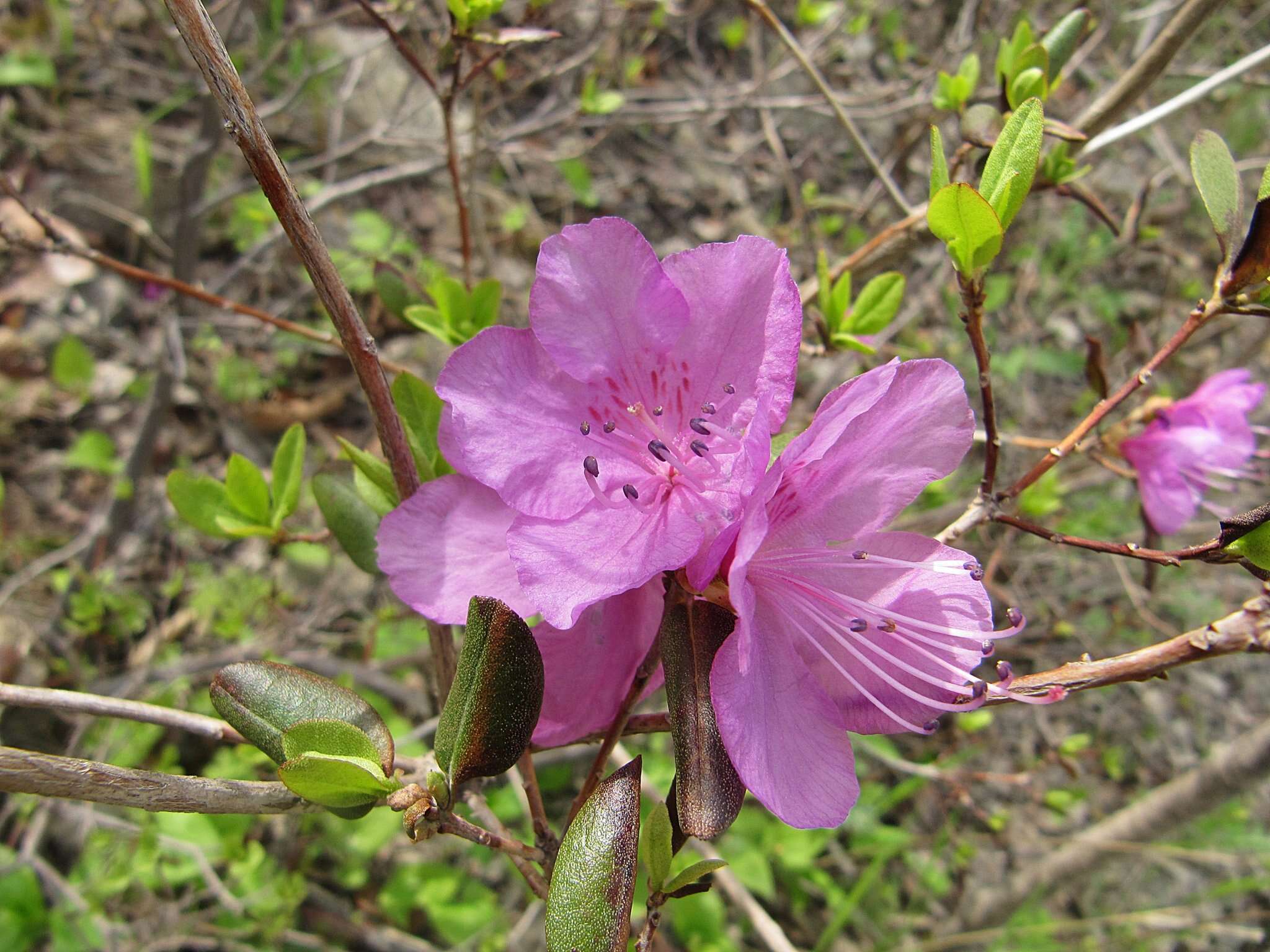 Image of Rhododendron mucronulatum subsp. sichotense (Pojark.) A. Khokhr.