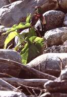 Image of Arum purpureospathum P. C. Boyce