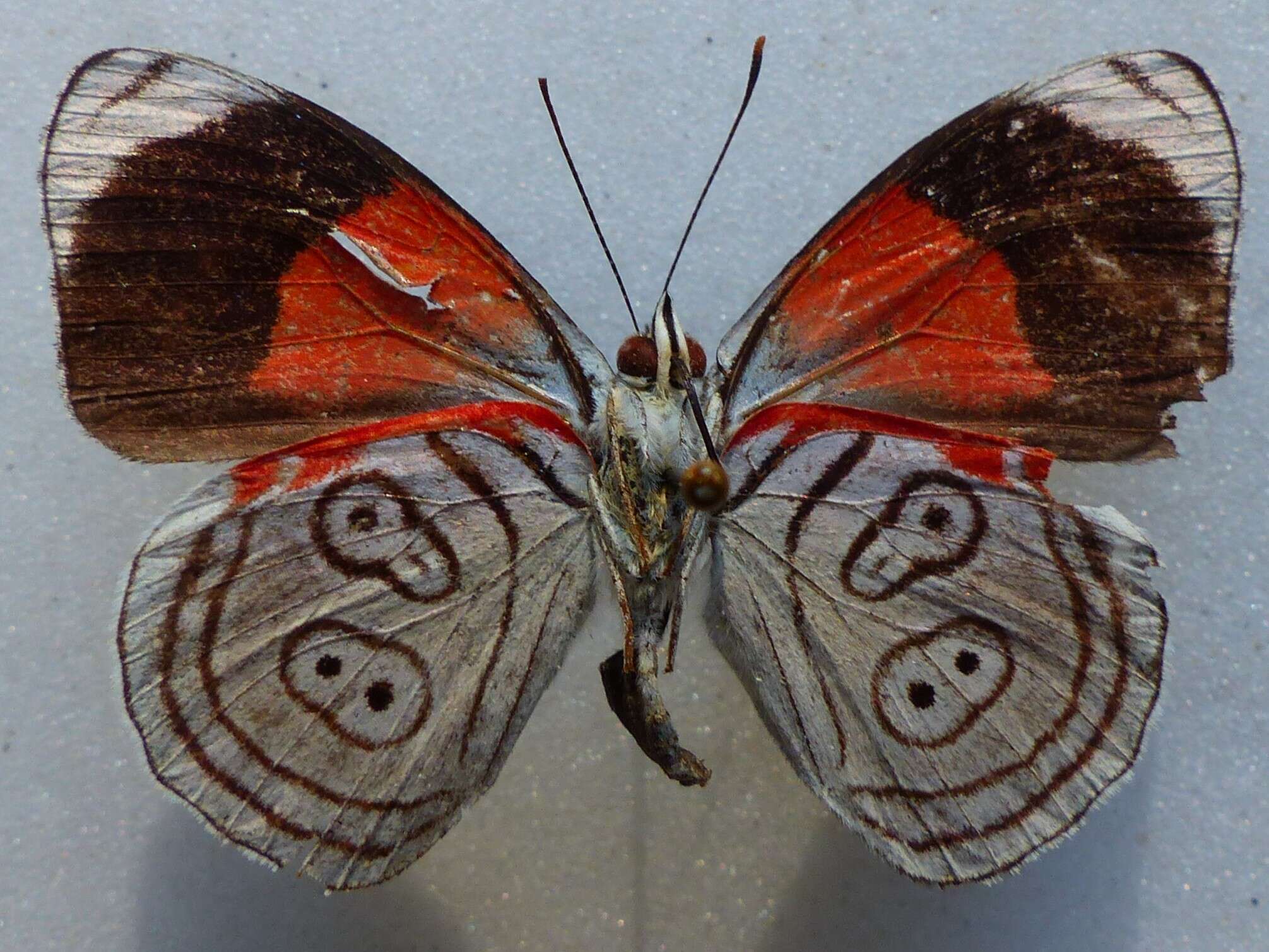 Diaethria gabaza Hewitson 1854 resmi