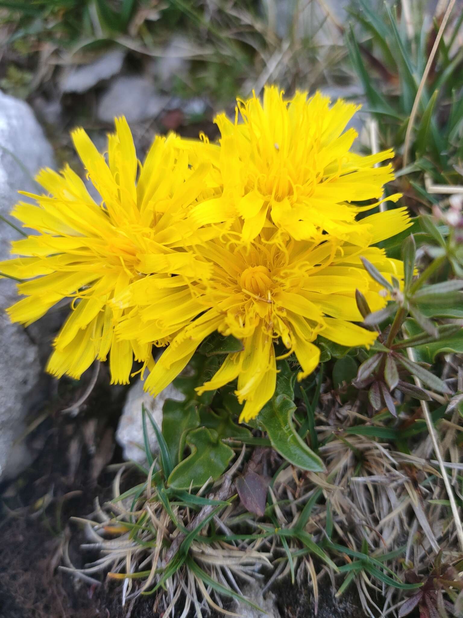 Crepis terglouensis (Hacq.) A. Kerner resmi