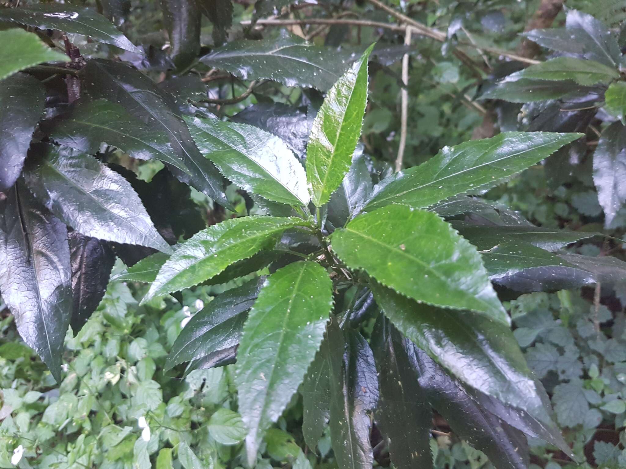 Plancia ëd Micrococca capensis (Baill.) Prain