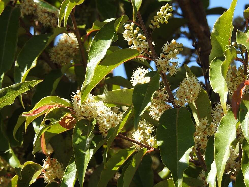 Imagem de Prunus tuberculata Koehne