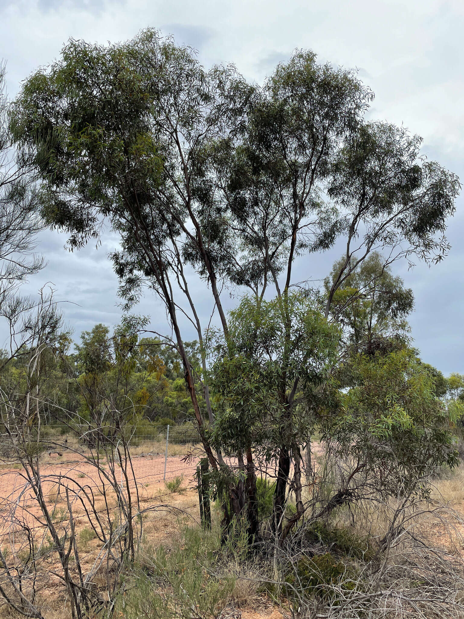 Image of Green mallee