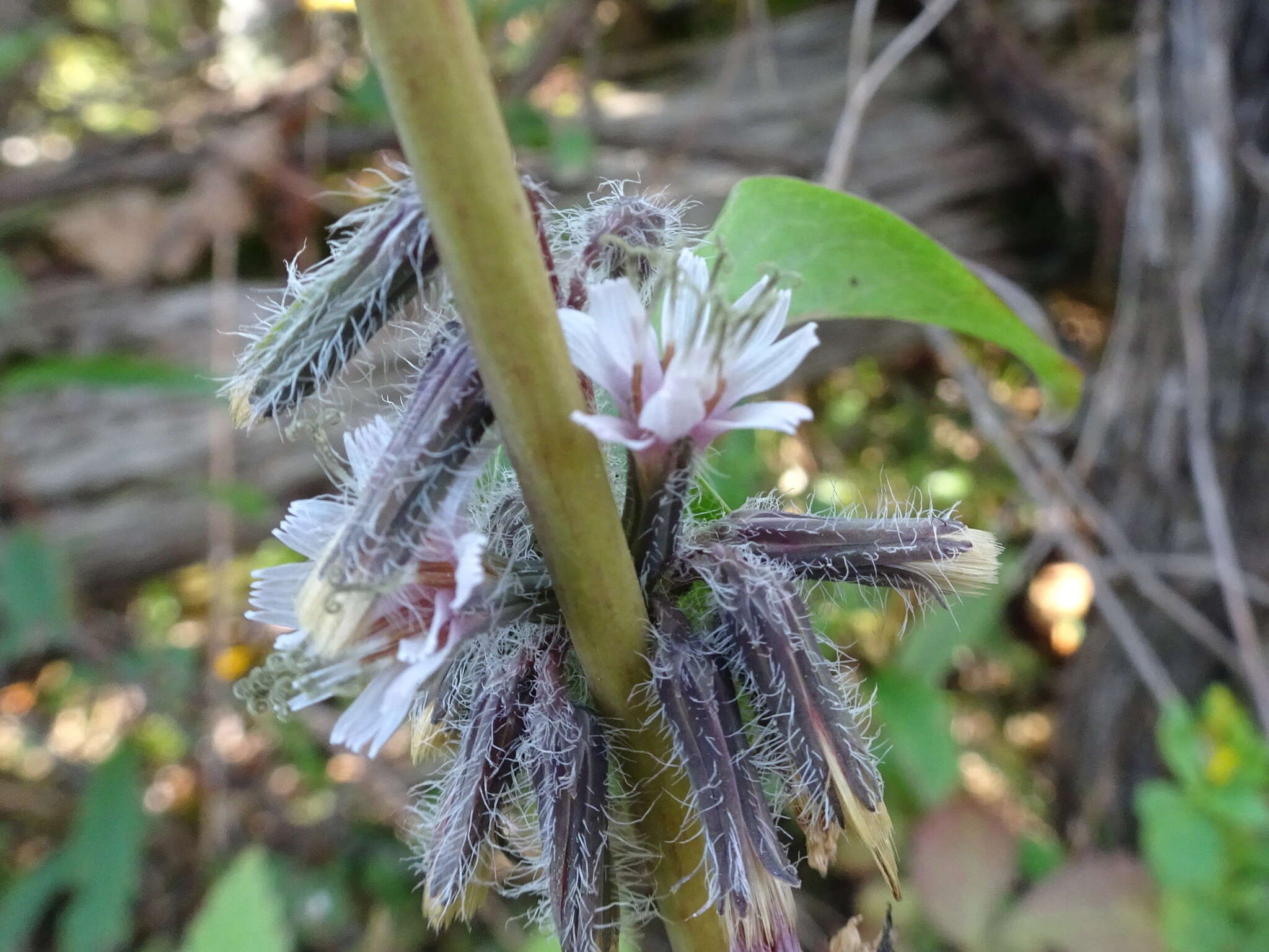 Image of Purple Rattlesnake-Root