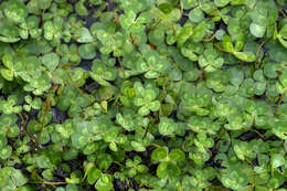 Image of Australian Water-Clover