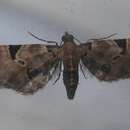 Image of Eupithecia stellata Hulst 1896