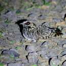 Image of Sickle-winged Nightjar