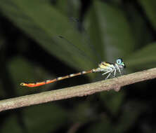 Imagem de Rhinagrion hainanense Wilson & Reels 2001