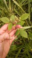 Image of climbing rose