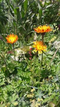 صورة Crepis aurea (L.) Cass.