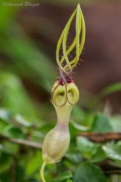 Image of Ceropegia spiralis Wight