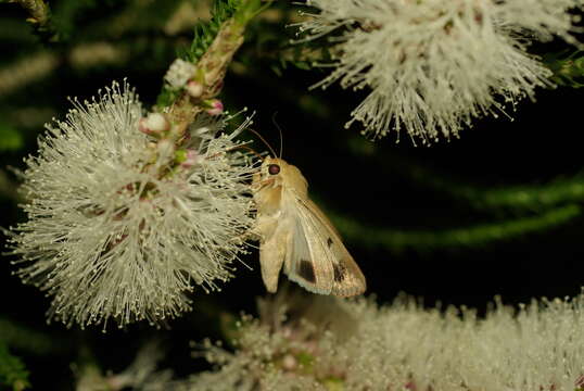 صورة Helicoverpa punctigera Wallengren 1860