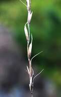 Image of Elymus reflexiaristatus (Nevski) Melderis