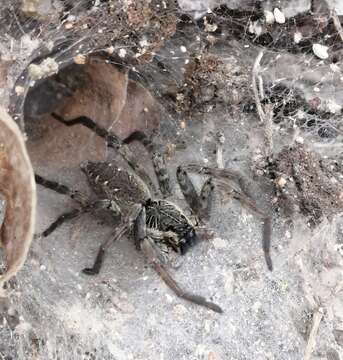 Image of Sosippus californicus Simon 1898