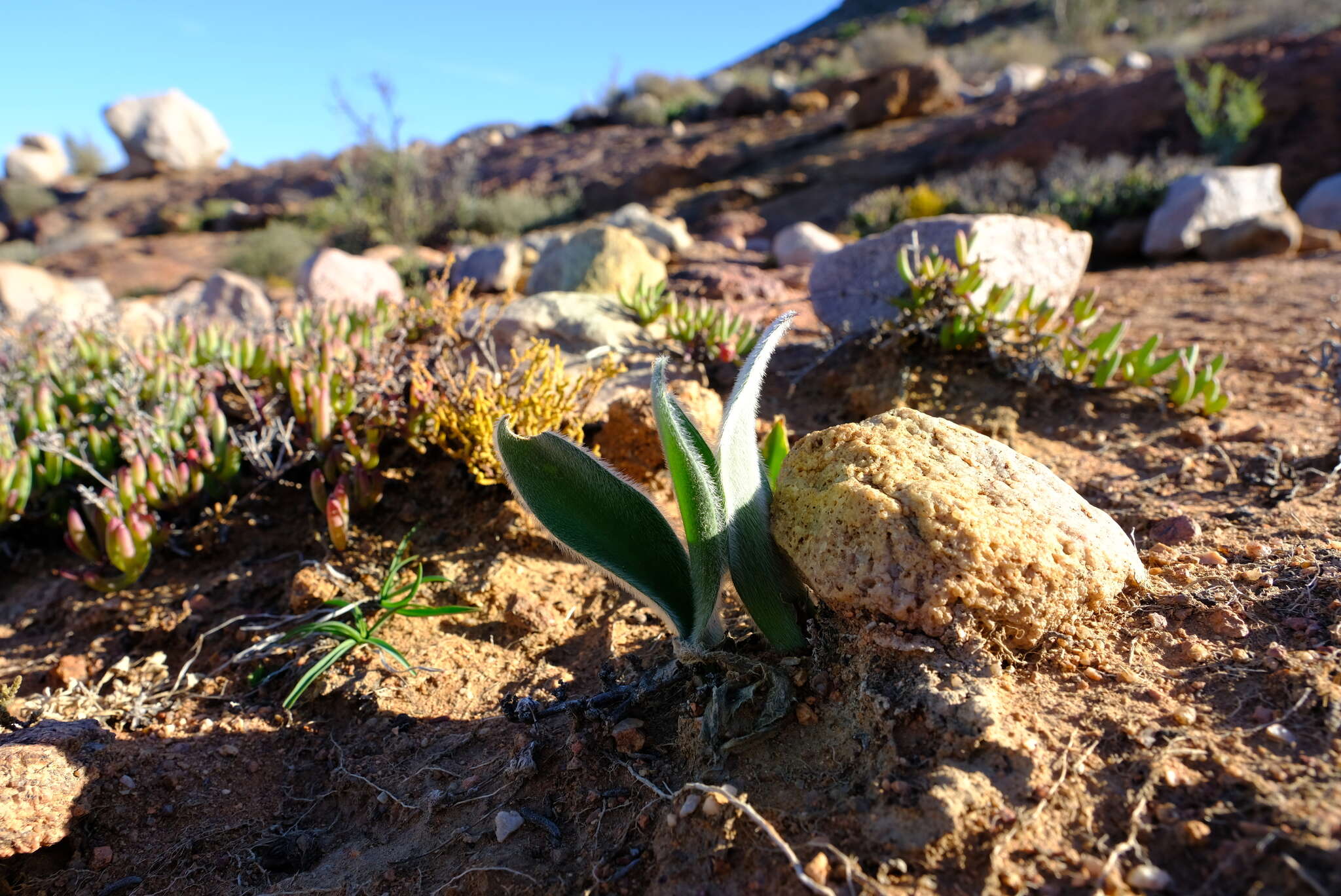 Image of Haemanthus dasyphyllus Snijman