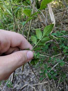 Image of lime pricklyash