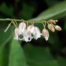 Слика од Chaunanthus petiolatus (Hemsl.) O. E. Schulz