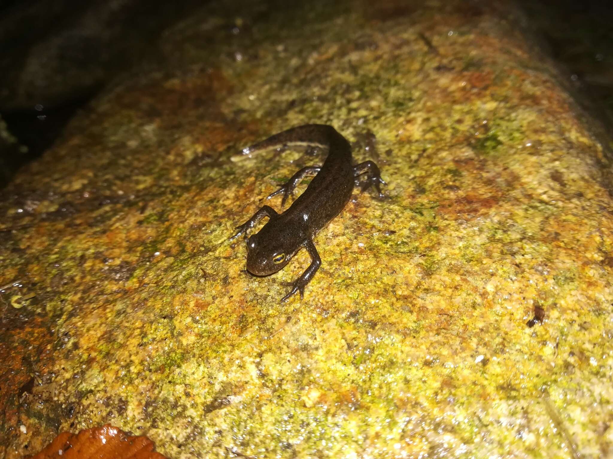 Image of Bosca's Newt