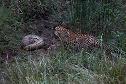 Image of Indian Pangolin