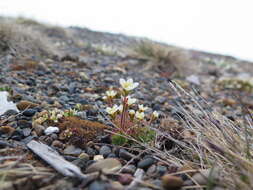 Image of Tufted saxifrage